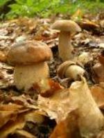 Image INIZIA LA STAGIONE DELLA RACCOLTA FUNGHI