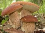 Image Idoneità vendita funghi