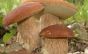 Idoneità vendita funghi