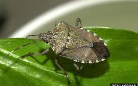 Caccia alla cimice asiatica
