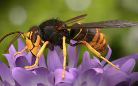 Lotta alla vespa velutina predatore delle api