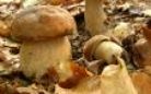 TESSERINI RACCOLTA FUNGHI 2022
