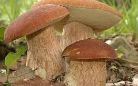 Idoneità vendita funghi 